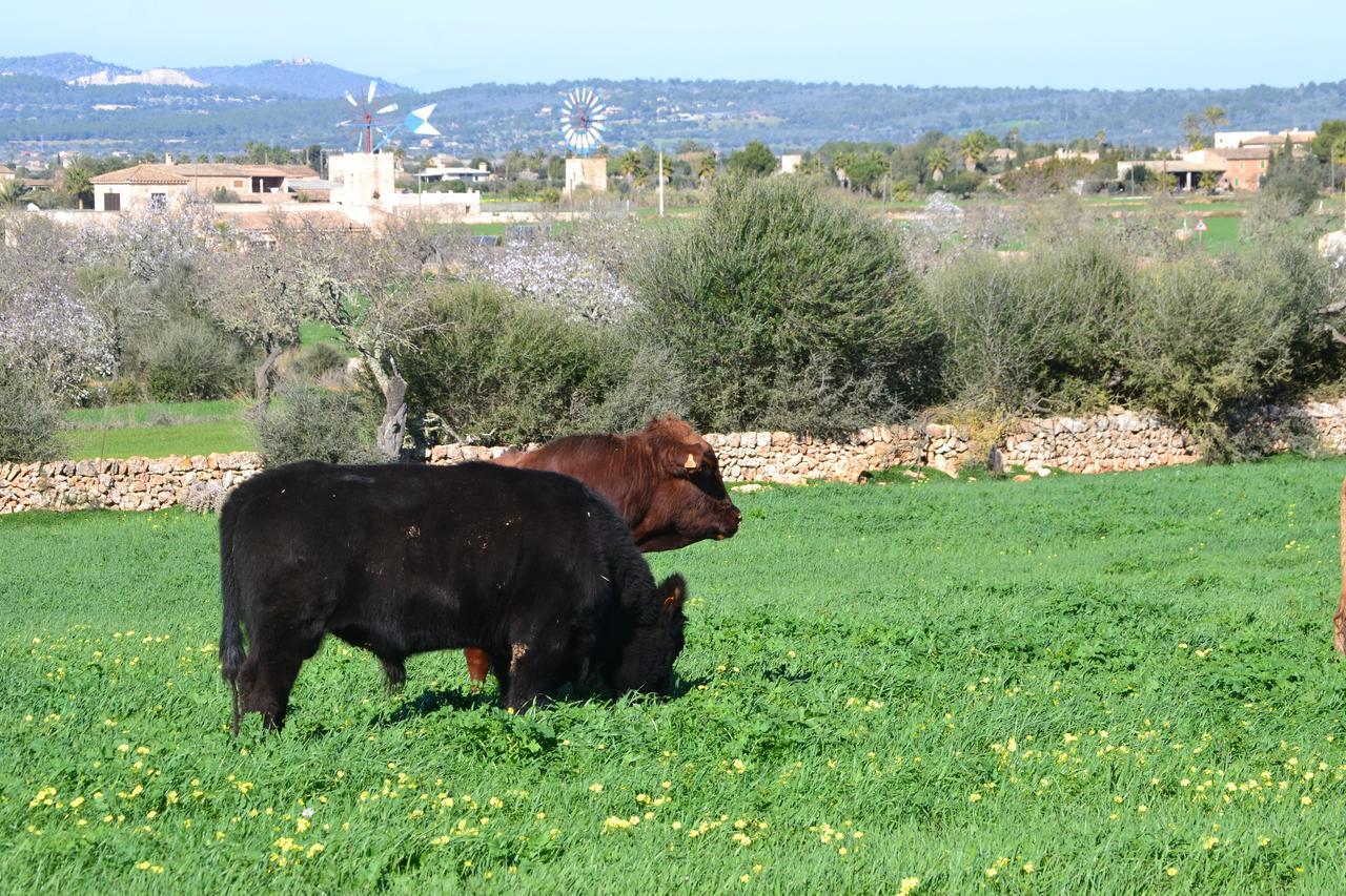 Agroturismo Es Gallicant Campos  Exterior photo