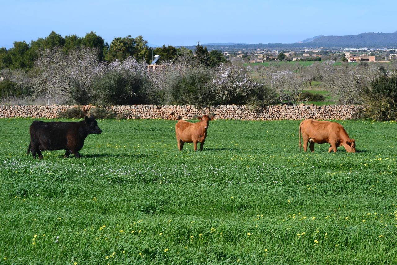 Agroturismo Es Gallicant Campos  Exterior photo